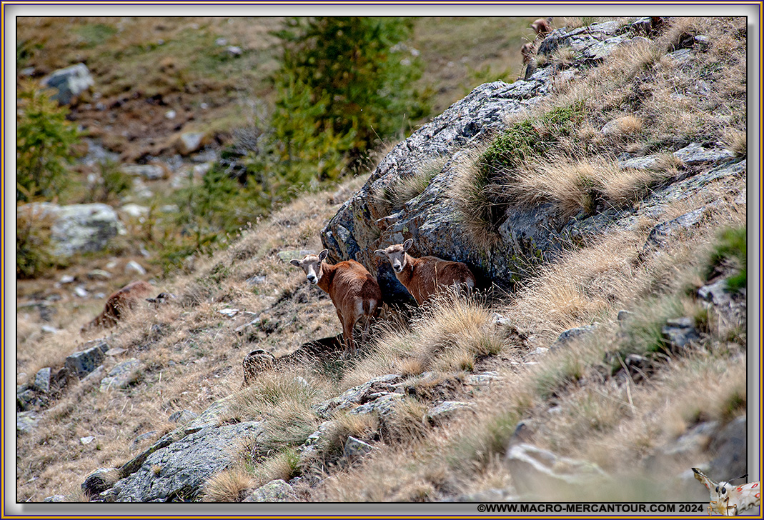 MOUFLONS
